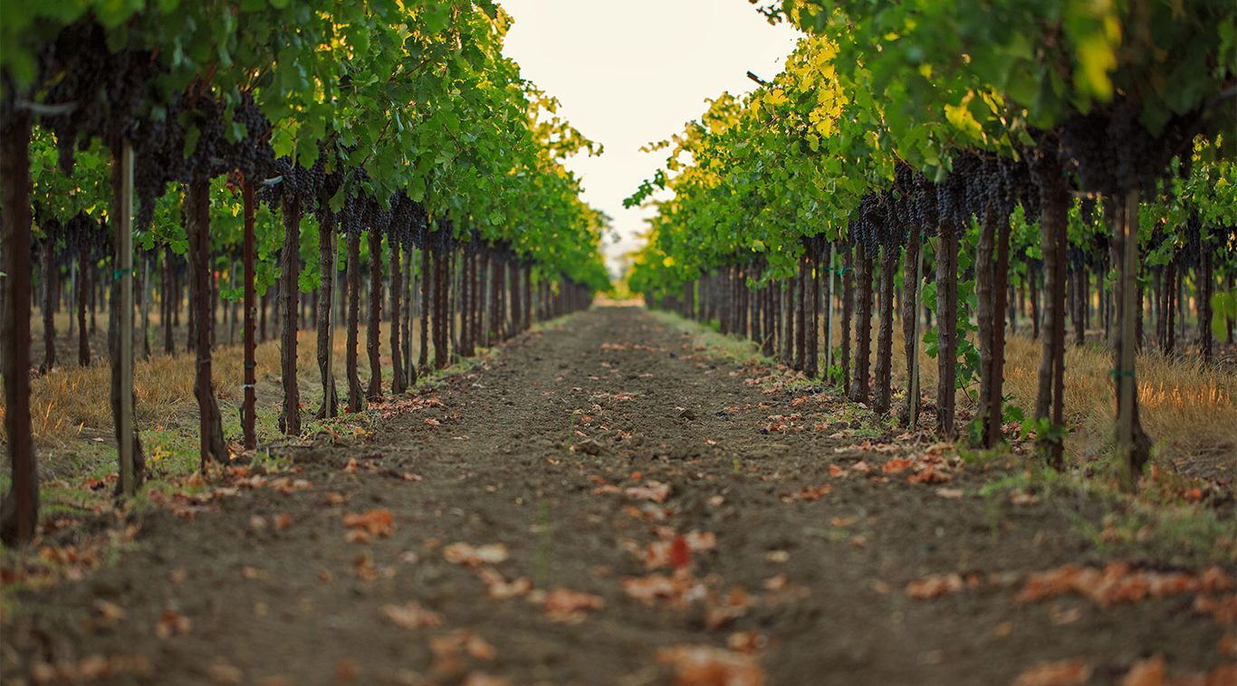 Home Slider Image - Row Of Grape Vines