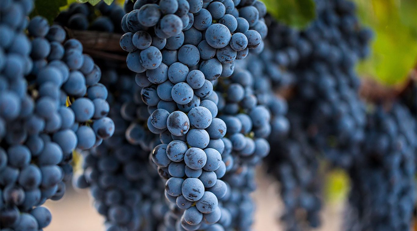 Home Slider Image - Close-up Of Grapes Hanging From Vines