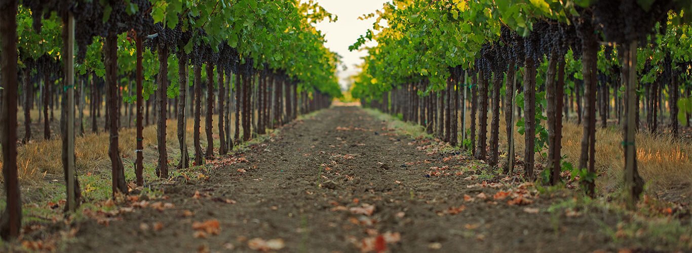 Home slider image - Row of grape vines
