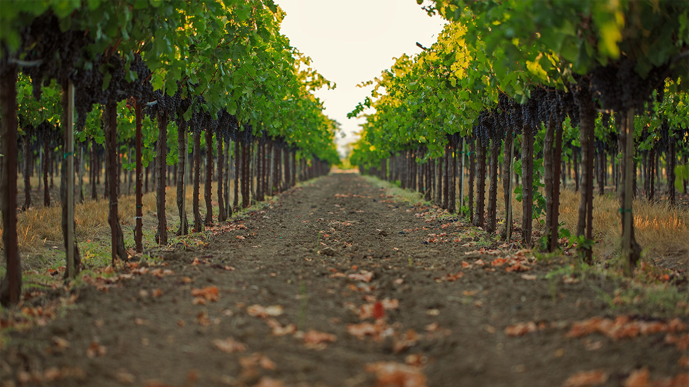 Home slider image - Row of grape vines