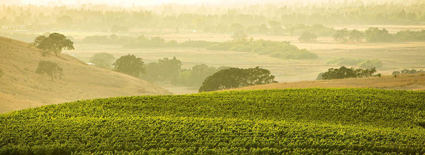 Home slider image - Field of grape vines in fog