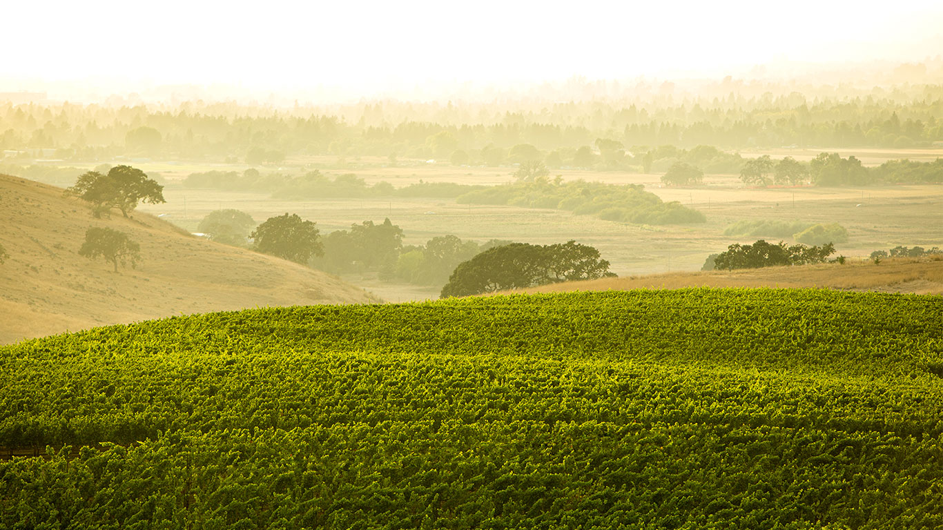 Home slider image - Field of grape vines in fog