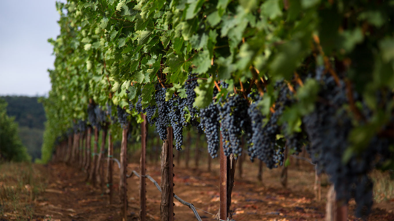 Home slider image - Grapes hanging from row of vines