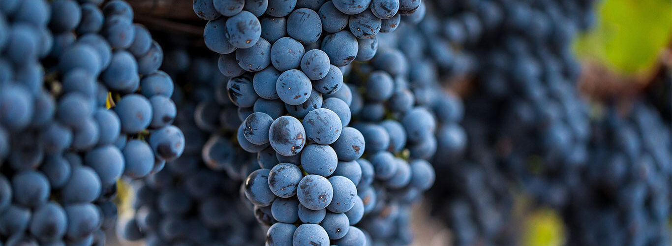 Home slider image - Close-up of grapes hanging from vines