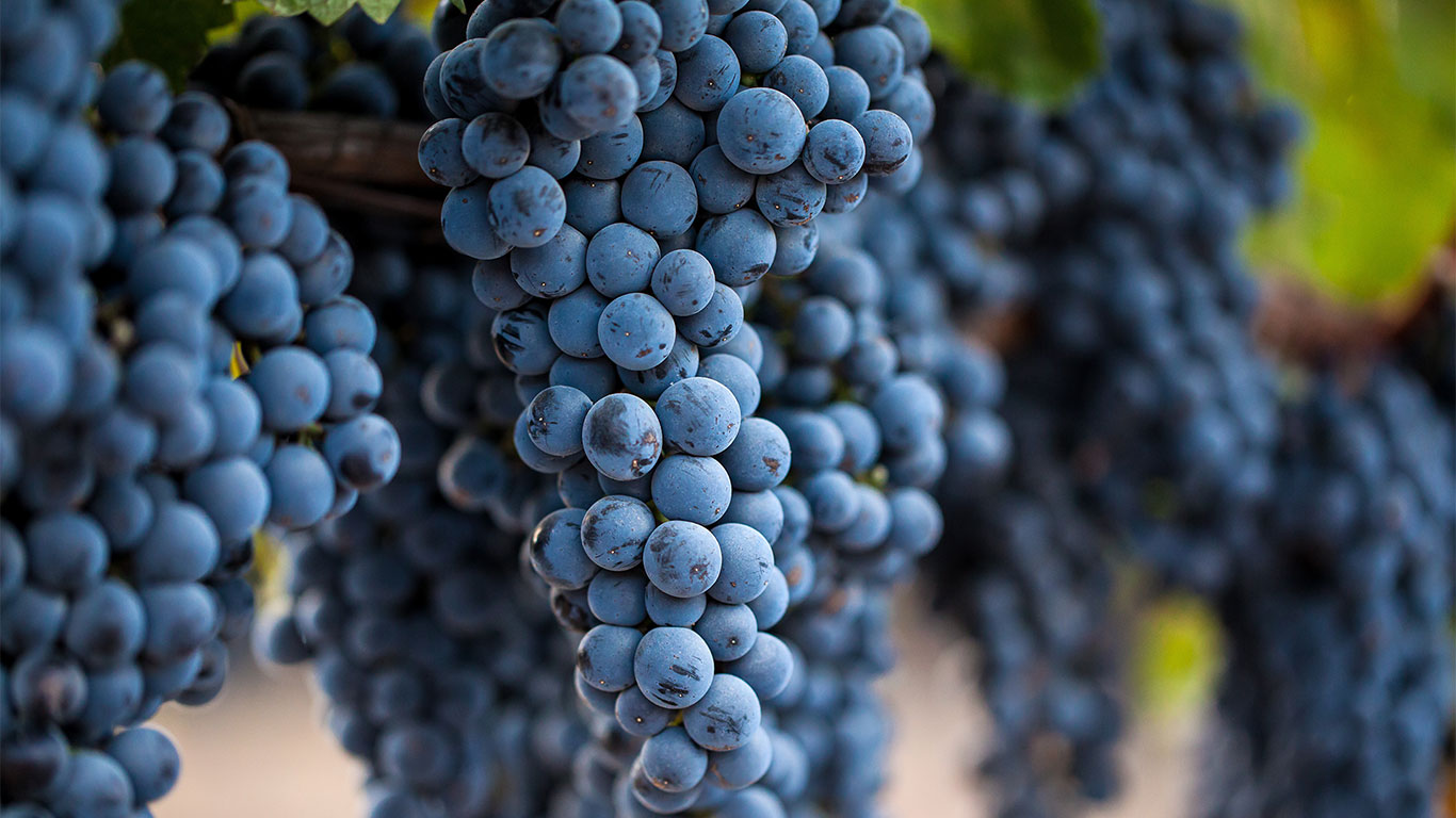 Home slider image - Close-up of grapes hanging from vines